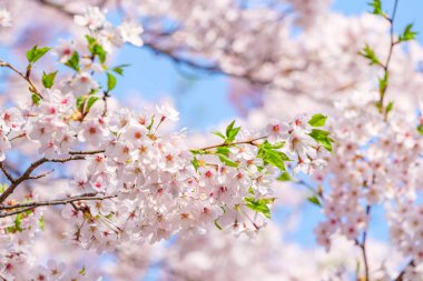 Mavi gökyüzünün altındaki ağaçta pembe kiraz çiçeklerinin güzel dalları, parkta bahar mevsiminde güzel Sakura çiçekleri.,