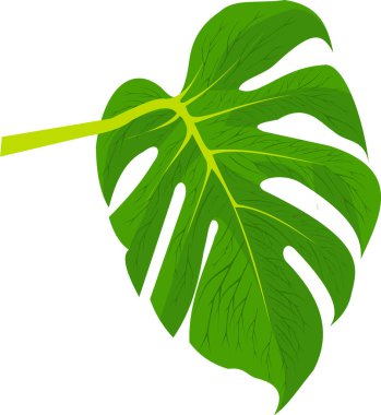 Yüzeyinde damarlar beliren geniş yeşil bir yaprak.