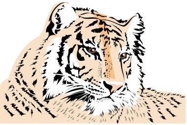  Çizgili kürkü ve parlak gözleri olan yerde yatan bir kaplanın vektör çizimi