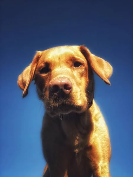 Low angle view of a pet Labrador retriever hunting dog portrait with a blue sky background