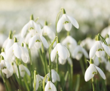 Saf beyaz bahar çiçeklerinden oluşan halıyı kapat ve boşluğu kopyala.