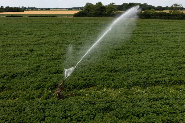 A high pressure agricultural water sprinkler spraying water of a large area to irrigate a potato crop during dry weather