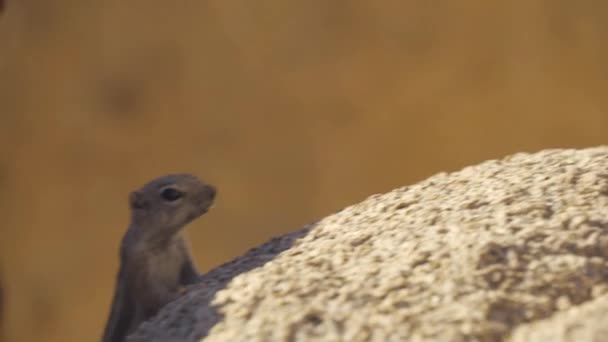White-tailed antelope eekhoorn — Stockvideo