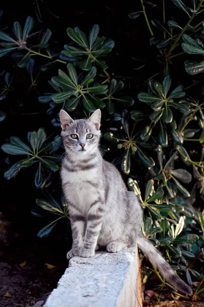 Gato Con Ojos Divertidos — Foto de Stock