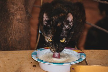 Bir kedi lezzetli süt içer.