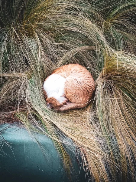 Котячий Кіт Спить Траві — стокове фото