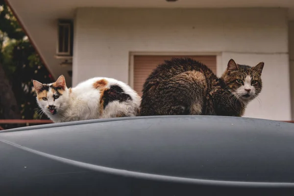 Кот Сидящий Машине — стоковое фото