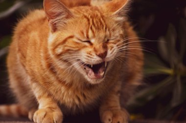 Kızıl kedi neşeyle gülümsüyor