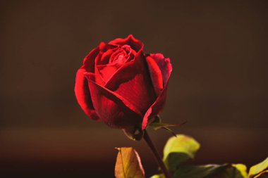 Gül goncası çiçek açmaya hazır.