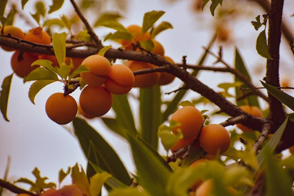 Yellow Apricots Ripe Branch — Stock Photo, Image