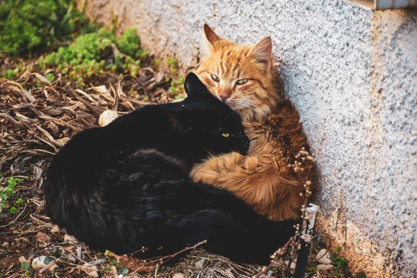 Die Katzen Umarmten Sich Gras — Stockfoto