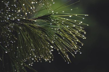 Çam iğnelerine yağmur damlaları