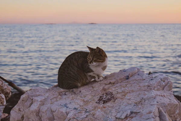 Γάτα Ακουμπισμένη Μια Πέτρα Δίπλα Στη Θάλασσα — Φωτογραφία Αρχείου