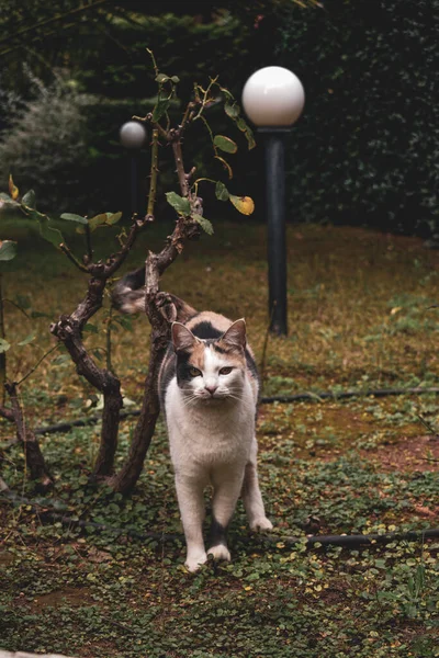 多色の猫が庭を歩く — ストック写真