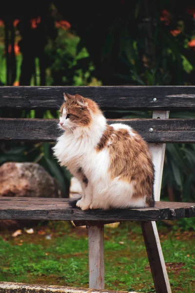 Puszysty Kot Siedzi Ławce — Zdjęcie stockowe