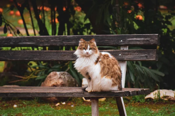 Gato Esponjoso Sentado Banco — Foto de Stock