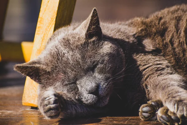 Gato Está Descansando Serenamente Chão — Fotografia de Stock