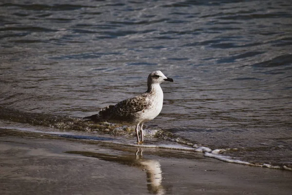 Una Gaviota Camina Por Oleaje — Foto de Stock