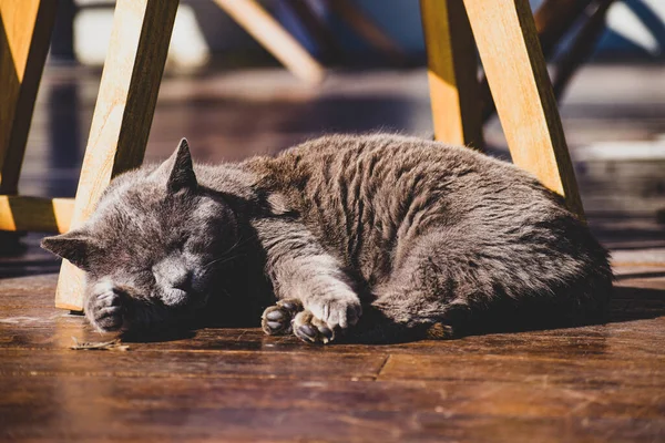 Gato Está Descansando Serenamente Chão — Fotografia de Stock