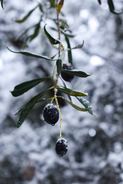 Ripe Olives Covered Snow — Stock Photo, Image