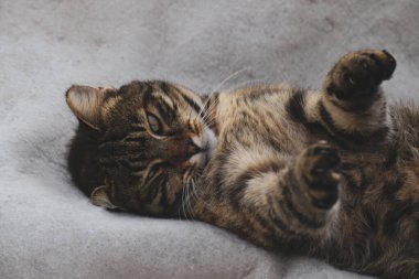 Kedi pençeleri ve pençeleriyle fotoğrafçıyla flört eder.