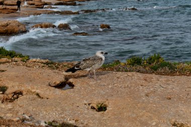 Yalnız bir martı deniz kıyısında yürüyor.