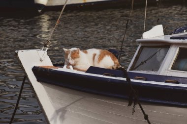 Kedi güneşin altında bir teknede uyuyor.