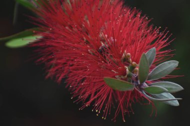 Arı kırmızı bir çiçekte bal topluyor