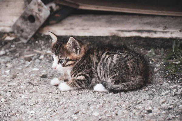 小さな子猫は 折り畳まれた芝生とアスファルトの上に横たわっていた — ストック写真