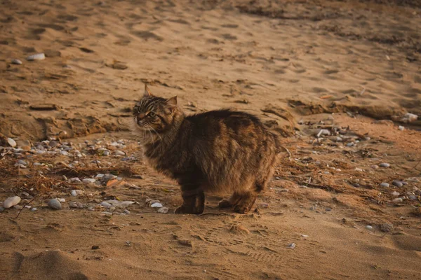 Flauschige Katze Steht Strand Sand — Stockfoto
