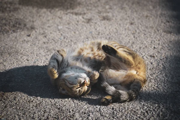Kot Wije Się Słońcu — Zdjęcie stockowe