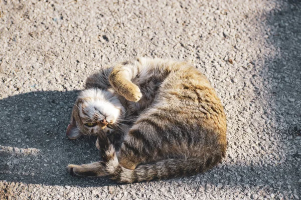 Gato Cae Sol — Foto de Stock