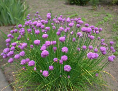 Süslü soğanların mor-leylak çiçekleri 