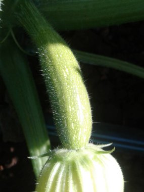 Sarı çiçekli küçük bir kabak.