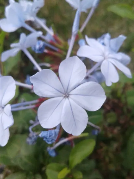 Bahçedeki Küçük Güzel Çiçek — Stok fotoğraf