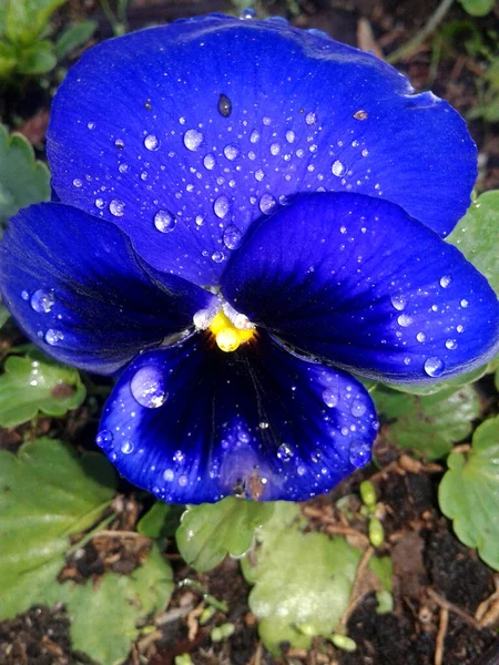 Pequenas Flores Bonitas Inverno Modo Macro — Fotografia de Stock