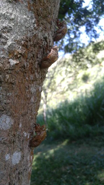 セミは木の上で虫をリラックス — ストック写真