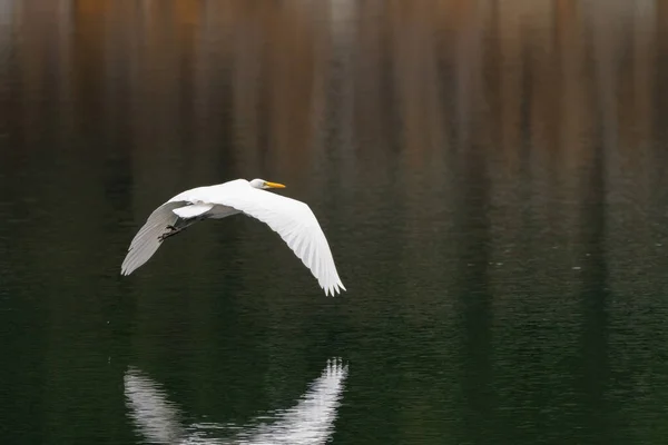 Ein Silberreiher Fliegt Tief Über Sein Spiegelbild Ruhigen Wasser Eines — Stockfoto