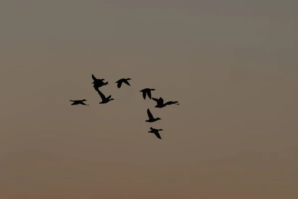 在日出后的黄金时刻 一群鸭子在头顶飞过天空时被清晨的阳光映衬出了轮廓 — 图库照片