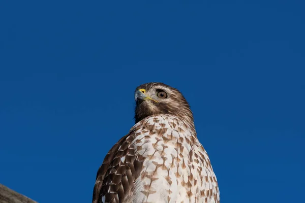 Nahaufnahme Eines Rotschwanzfalken Der Seinen Messerscharfen Schnabel Zeigt Während Seine — Stockfoto