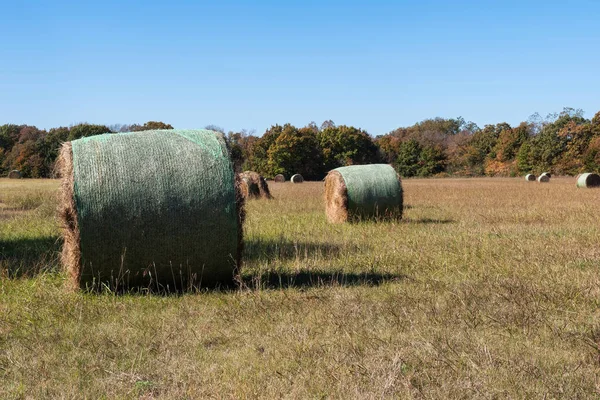 Large Bales Hay Scattered Farm Meadow Sunny Afternoon Trees Lining — Stock Photo, Image