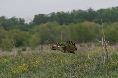 Bir Kızıl Kuyruklu Şahin, avını yakalamak için otla kaplı bir alanda yere doğru dalarken kanatlarını açmış.