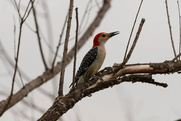 Male Red Bellied Woodpecker Perched Tree Branch Insect Its Beak — Stockfoto