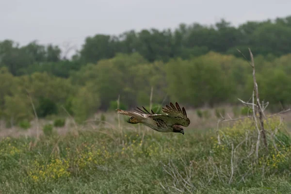 猎鹰一种红尾鹰 它的翅膀展开着 在覆盖着杂草的田野里向地面俯冲 企图捕捉猎物 — 图库照片