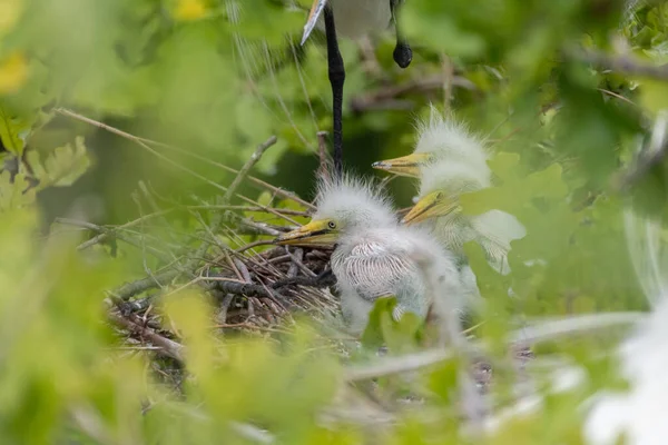 Trio Fuzzy Great White Egret Babies Nest Partially Hidden Leaves — ストック写真