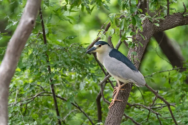 Black Crowned Night Heron Perched Tree Branch Utswmc Rookery Dallas — Stockfoto