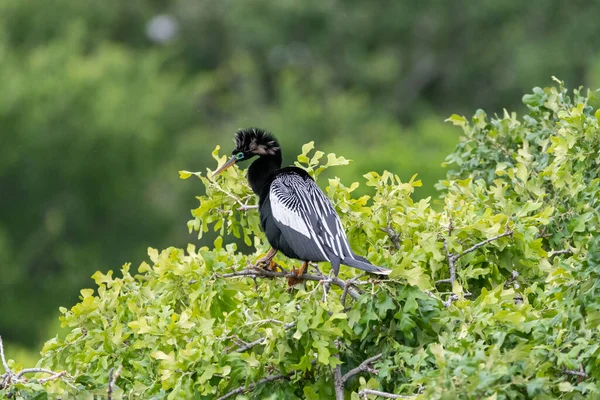 Male Anhinga Snake Bird Showing Its Breeding Plumage Its Perch — Stockfoto