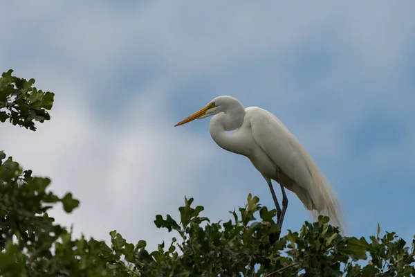 Great White Egret Posing Majestically Stand High Treetops Utswmc Rookery — стоковое фото