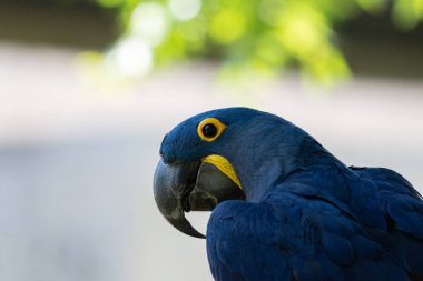 Güzel mavi ve sarı bir Hyacinth Macaw 'ın yakından profili. Başını yana doğru çevirdiğinde büyük, kıvrık gagasını gösteriyor..