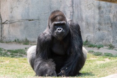 Büyük, erkek, gümüş sırtlı goril bir kaya duvarının yanında çimenlerde oturuyor ve yüzünde korkutucu bir sırıtışla kameraya bakıyor..